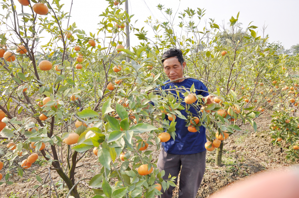 Cam Canh là một trong 5 nhãn hiệu sản phẩm hàng hóa chủ lực của Đông Triều.  Ảnh: Phan Hằng