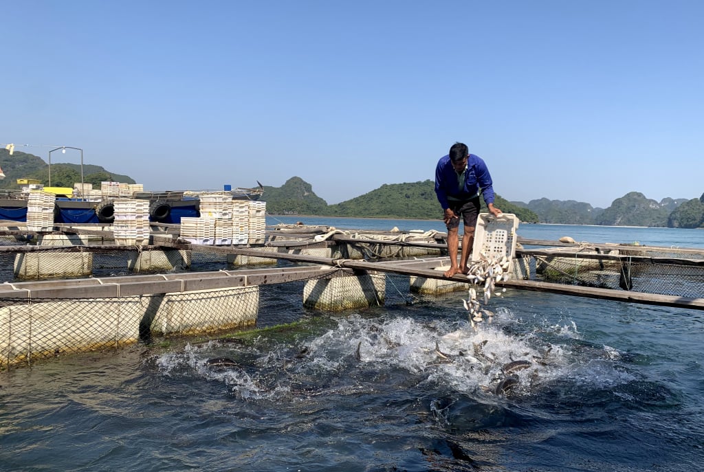 Nuôi cá lồng bè trên biển tại khu vực biển thị trấn Cái Rồng. Ảnh: Mạnh Trường