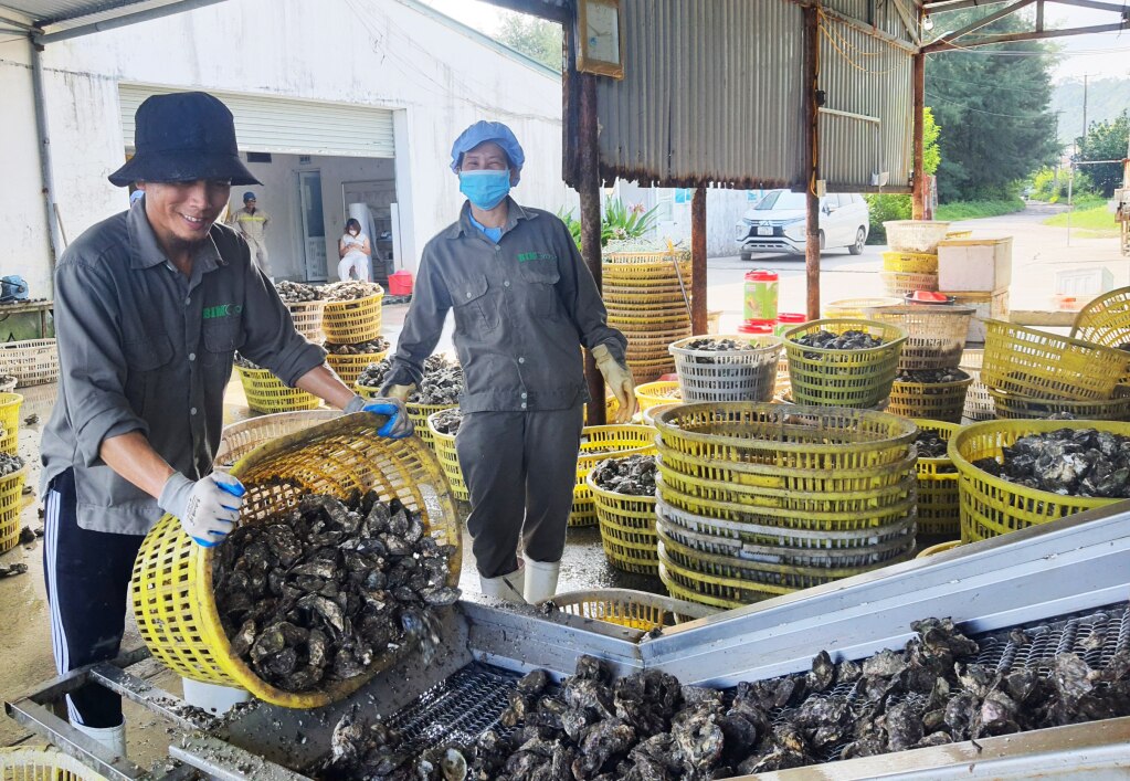 Lâu nay Nhà máy hầu Vân Đồn (thuộc Tập đoàn BIM) liên kết với người dân để thu mua, chế biến thành các sản phẩm thương mại tiêu thụ trên địa bàn Quảng Ninh và xuất khẩu.