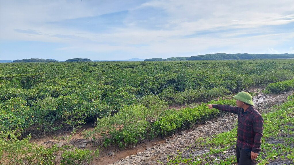 Hiện nay, thôn 9, xã Quảng Phong có hơn 370 ha rừng ngập mặn