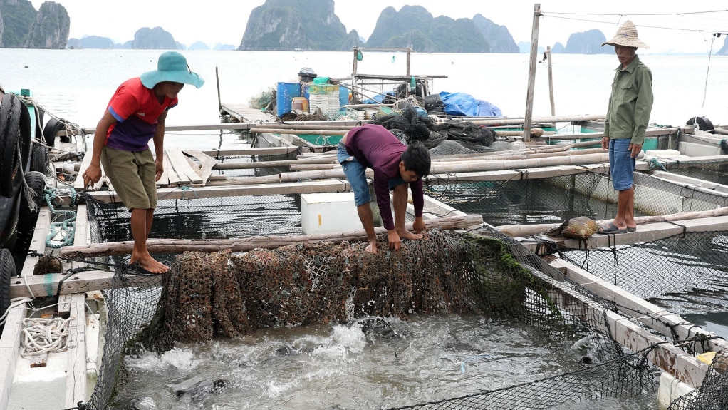 Mô hình nuôi cá lồng bè tại huyện Vân Đồn. Ảnh: Hoàng Nga