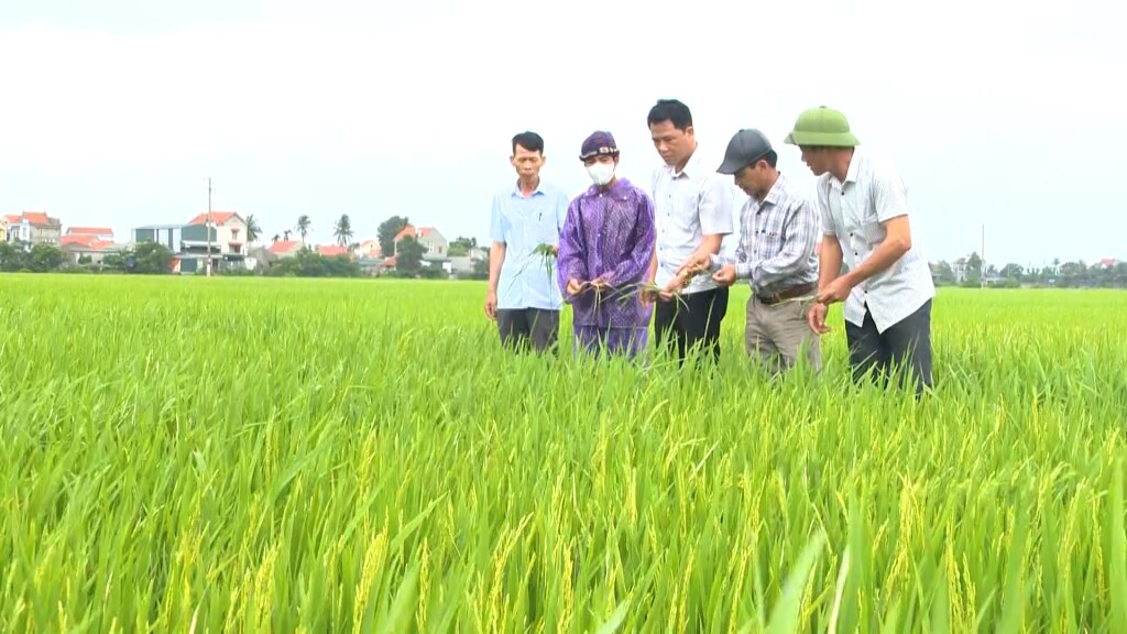 Nông dân trong tỉnh cần bám sát đồng ruộng, phát hiện sớm và tổ chức phun phòng trừ sâu bệnh từ nay đến 25/9/2023.