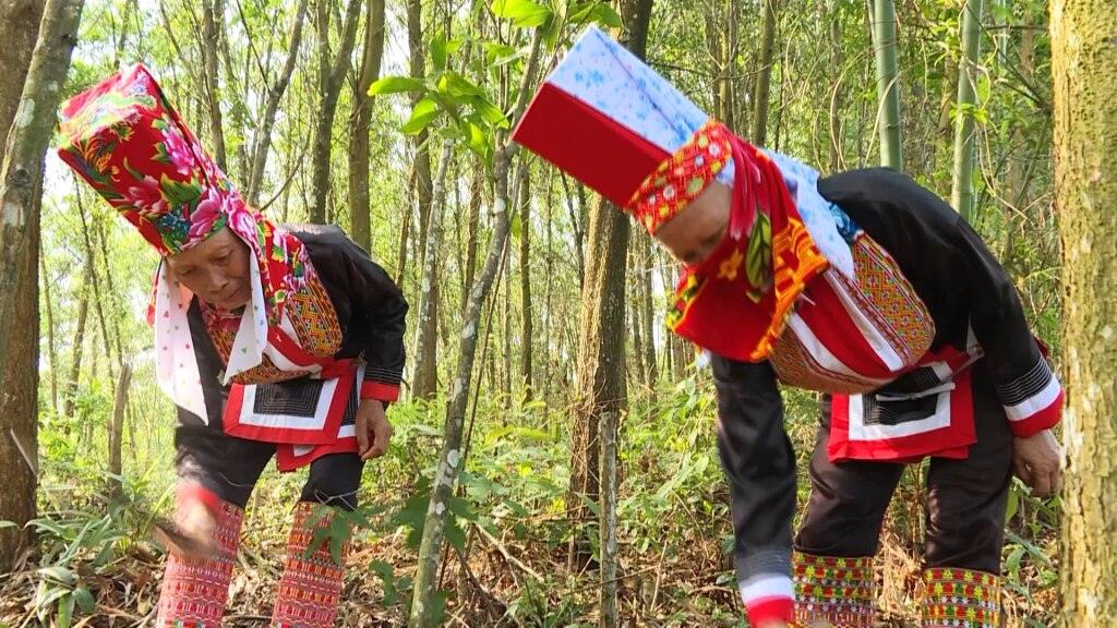 Nông dân Ba Chẽ ổn định cuộc sống, vươn lên làm giàu nhờ các mô hình trồng rừng gỗ lớn.