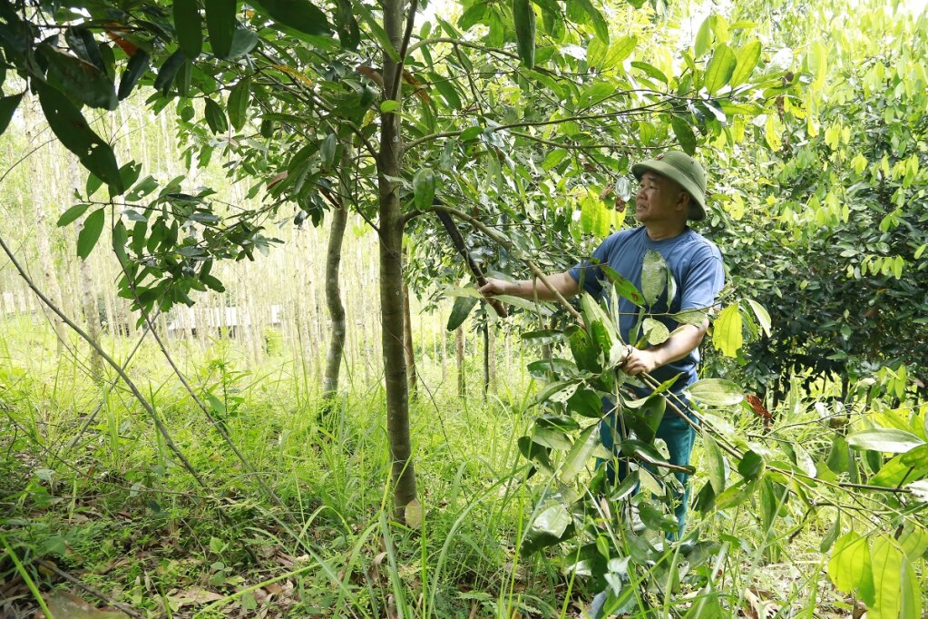 Mô hình trồng keo đem lại hiệu quả kinh tế cao của đảng viên Nình A Kun, xã Đại Dực, huyện Tiên Yên.