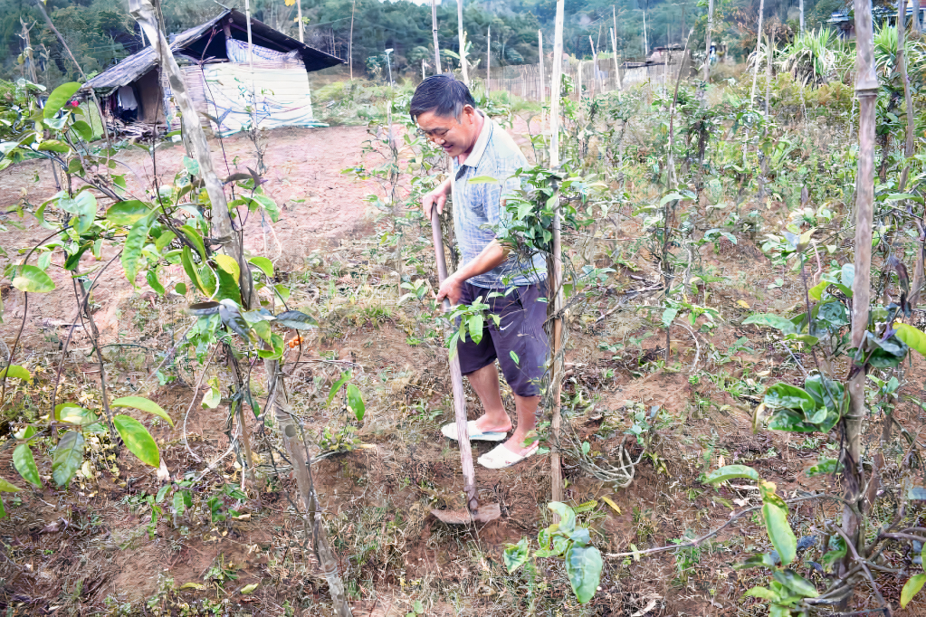 Anh Triệu Sinh Minh, thôn Đồng Quánh, xã Minh Cầm, huyện Ba Chẽ có cuộc sống ổn đinh hơn nhờ trồng cây ba kích.