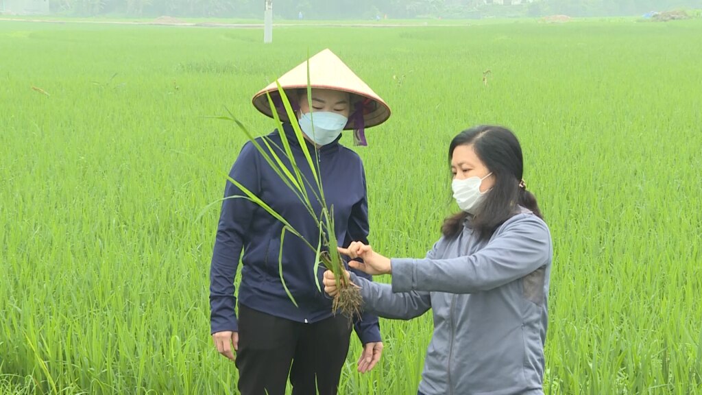 Cán bộ chuyên môn Chi cục Trồng trọt và Bảo vệ thực vật tỉnh hướng dẫn nông dân phòng trừ bệnh rầy lưng trắng trên lúa mùa.