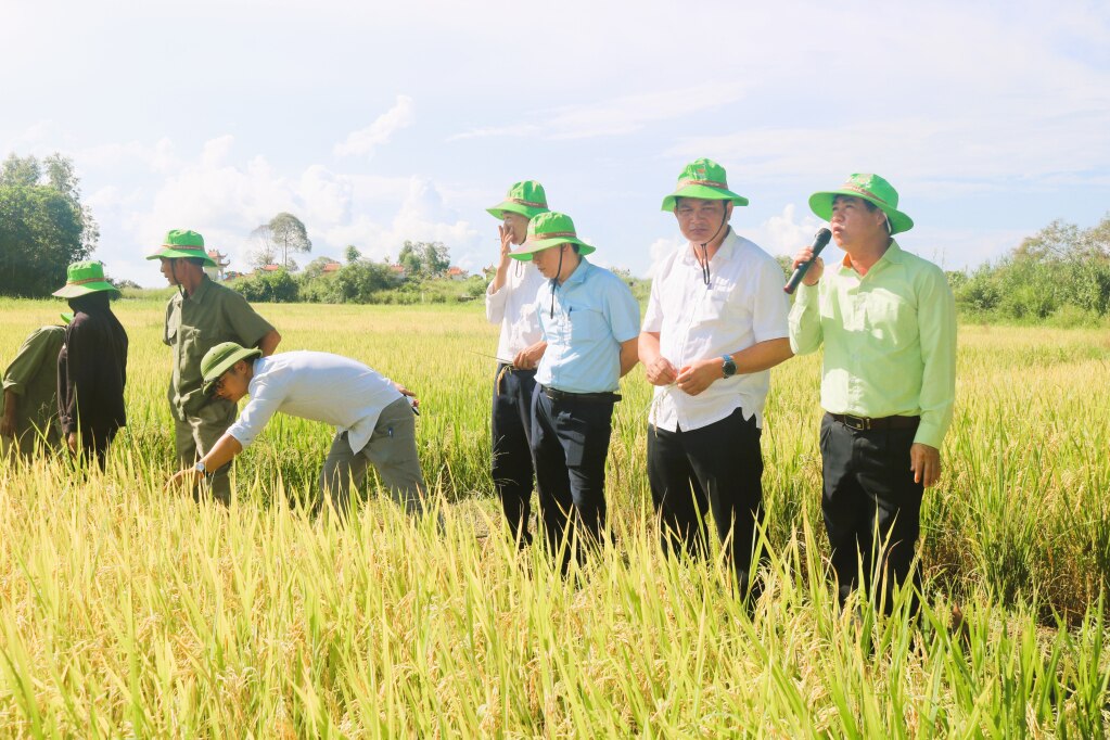 Mô hình “Trình diễn giống lúa thuần TBR87 TBR97 mới” được thực hiện tại khu 1, phường Hải Yên, TP Móng Cái.