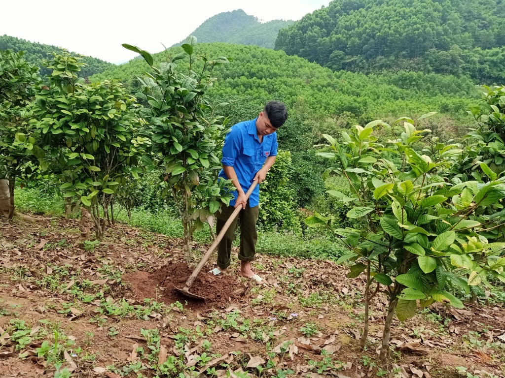 Thanh niên Ba Chẽ xung kích phát triển kinh tế vườn rừng.