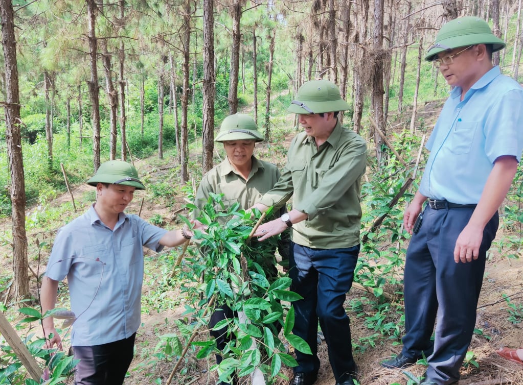 Bí thư Huyện uỷ kiểm tra mô hình trồng 5ha Ba kích tím dưới tán Thông của Công ty Cổ phần kinh doanh lâm sản Đạp Thanh sau hơn 1 năm trồng đã phát triển tốt và cho củ.