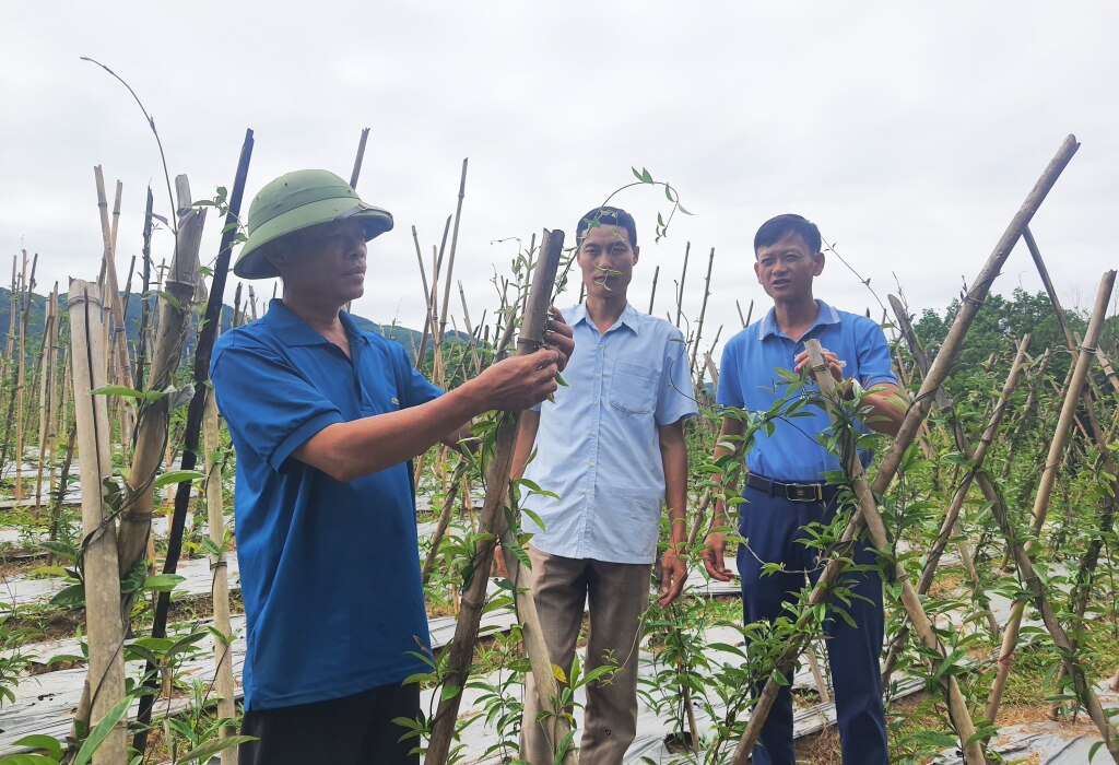 Một mô hình liên kết trồng cây ba kích tím của nông dân xã Thanh Lâm (huyện Ba Chẽ) đang được thụ hưởng chính sách theo Nghị quyết 194/2019/NQ-HĐND của HĐND tỉnh.