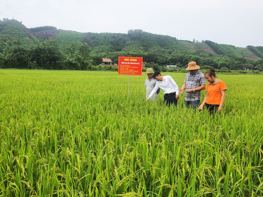 Người dân xã Đại Bình, huyện Đầm hà cấy giống lúa mới ĐT100.