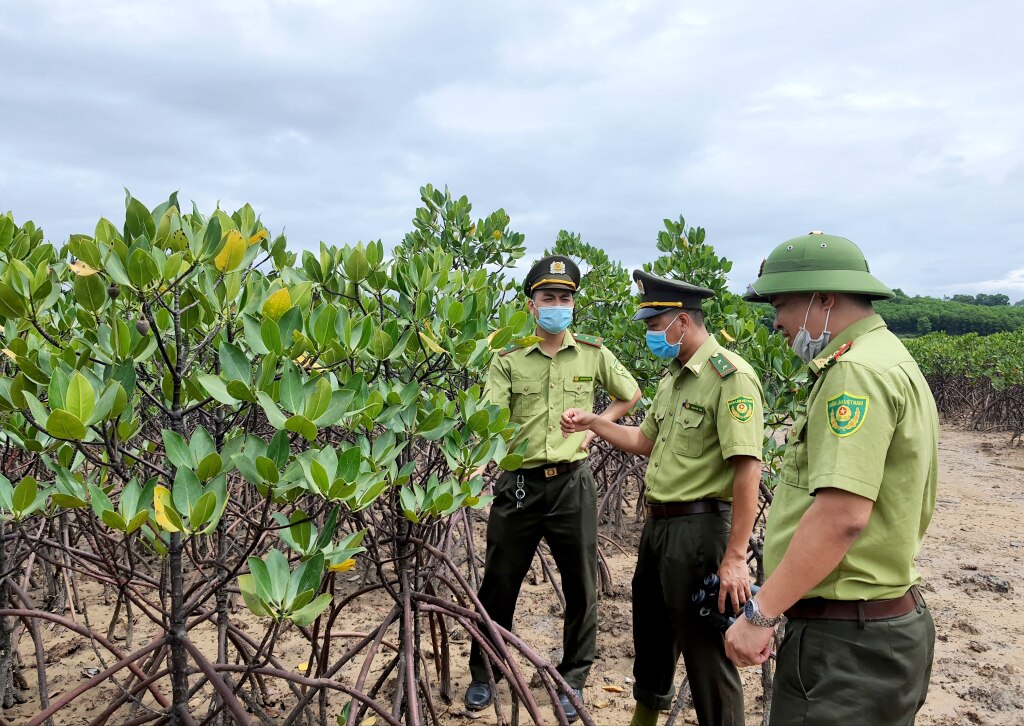 Cùng với trồng cây trên cạn, Quảng Ninh tập trung phát triển rừng ngập mặn. Đây cũng là những loại cây có tuổi đời sinh trưởng và phát triển bền vững.