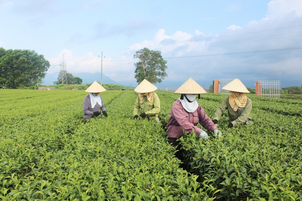 Nông dân xã Quảng Long, huyện Hải Hà thu hoạch chè. Ảnh: Nguyễn Thanh