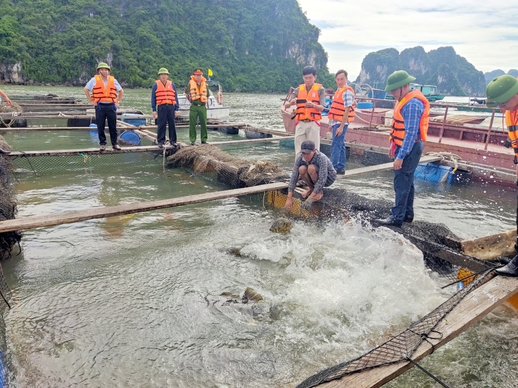 Đồng chí Bí thư Thành ủy kiểm tra tại một hộ nuôi cá lồng trên vịnh Hạ Long.