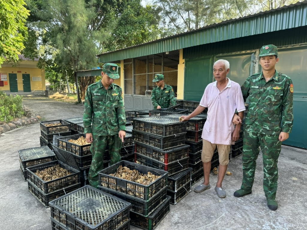 Đồn BP Trà Cổ (Bộ Chỉ huy Bộ đội BP Quảng Ninh) bắt giữ đối tượng vận chuyển trái phép hơn 17.000 con gà giống trên vùng biển Trà Cổ ngày 1/10/2023