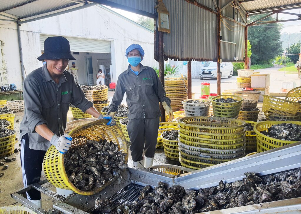 Chuỗi liên kết nuôi trồng, chế biến hầu của Tập đoàn BIM tại huyện Vân Đồn đang nằm trong những dự án sản xuất nông nghiệp thụ hưởng chính sách theo Nghị quyết 194/2019/NQ-HĐND của HĐND tỉnh.