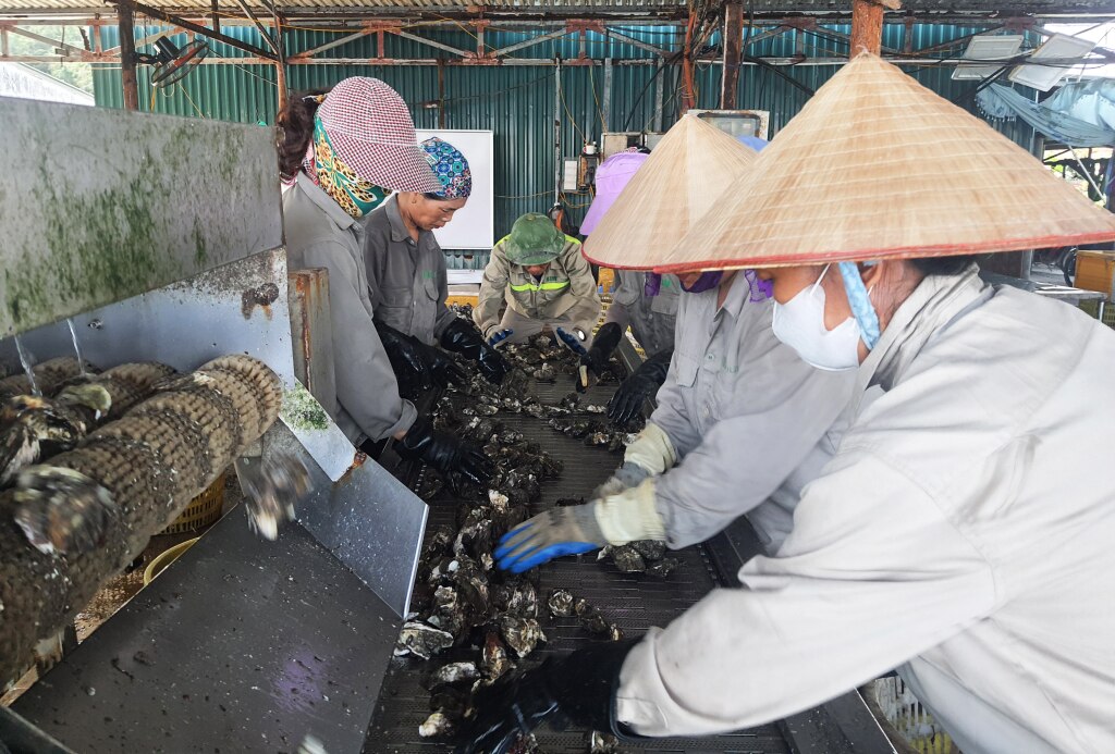 Sản phẩm hàu nuôi của người dân Vân Đồn được liên kết với các đơn vị chế biến trên địa bàn.