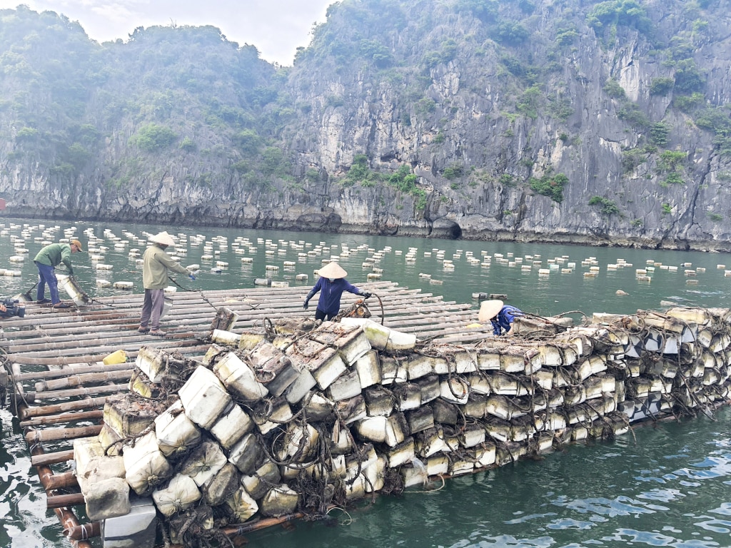 Ngư dân Cẩm Phả trục vớt phao xốp tại các vùng NTTS trên biển.