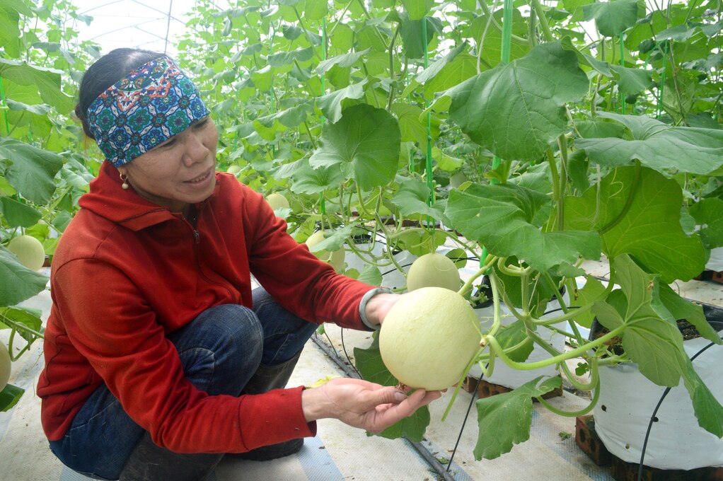 Dưa lưới của Công ty CP Thương mại và xây dựng Đầm Hà được trồng theo tiêu chuẩn VietGAP cho năng suất và chất lượng cao.