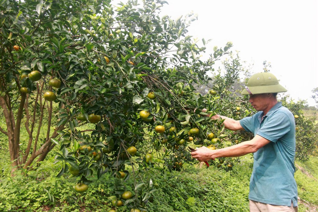 Người dân xã Vạn Yên (huyện Vân Đồn) chăm sóc cây cam bản địa.