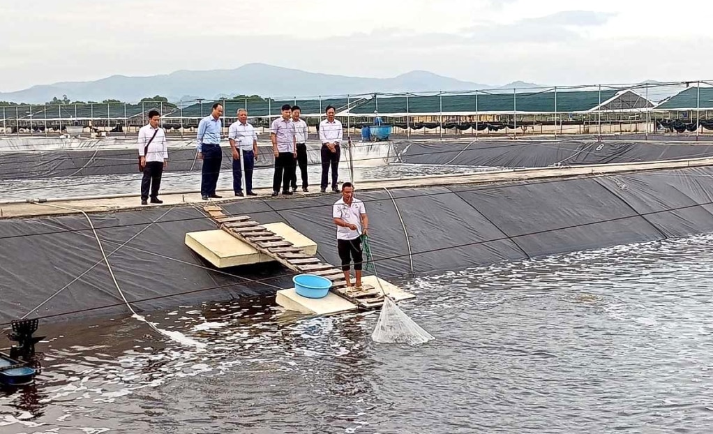 Mô hình Nuôi tôm thẻ chân trắng 3 giai đoạn đảm bảo an toàn thực phẩm gắn với liên kết tiêu thụ sản phẩm của hộ anh Ngô Doãn Chiên, tại phường Tân An, thị xã Quảng Yên.