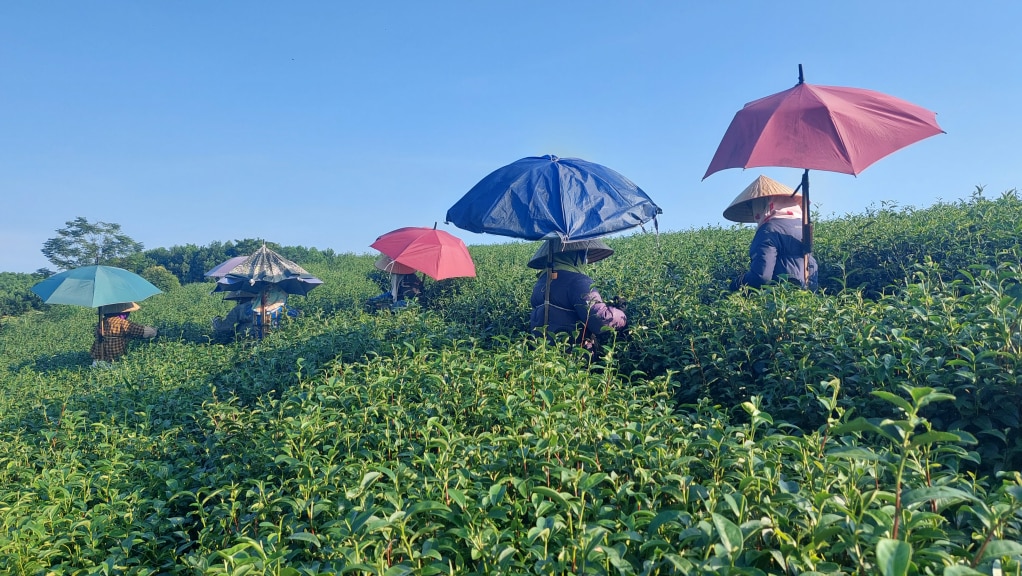 Thu hái chè tại vùng sản xuất chè tập trung xã Quảng Long (Hải Hà)