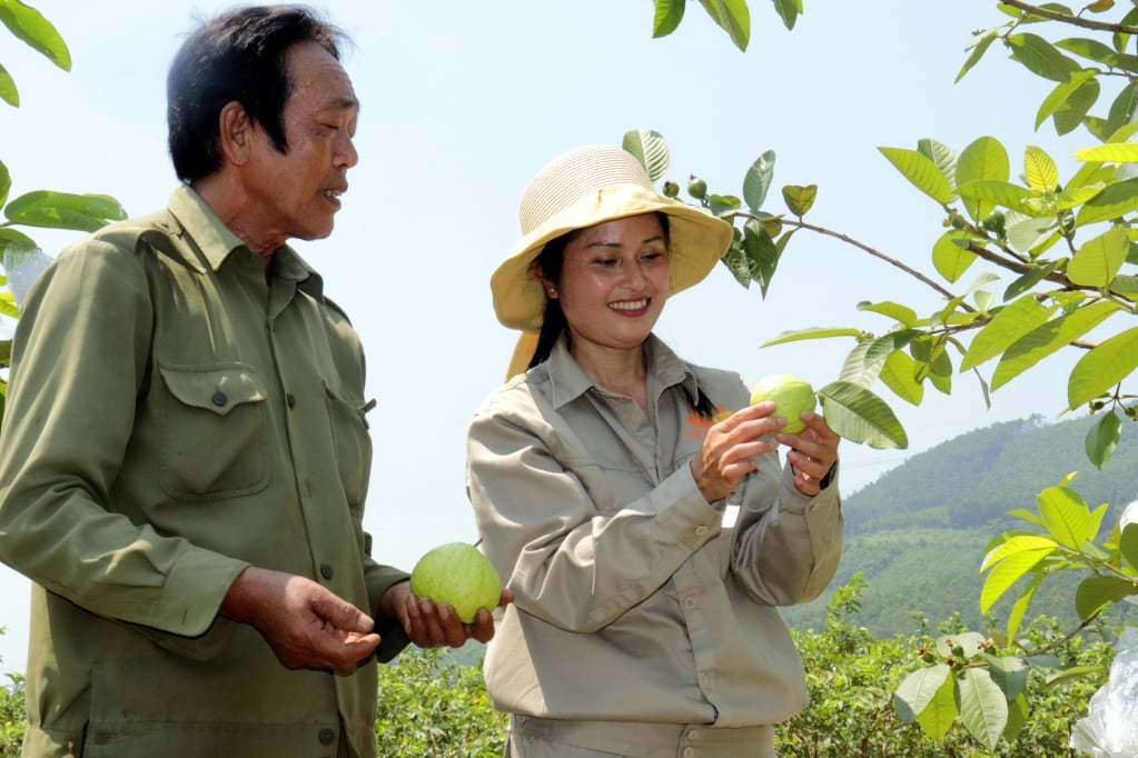 Nhờ quy trình chăm sóc chặt chẽ phối hợp với chế phẩm hữu cơ mà trái ổi ở vườn hộ gia đình ông Đặng Văn Toán, thôn Vườn Cau, xã Sơn Dương (Hạ Long) cho chất lượng tốt, trái to dù không đúng vụ. Ảnh: Tạ Quân