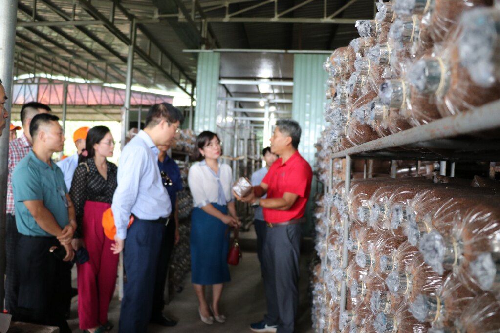 Một hộ trồng nấm linh chi ở huyện Châu Đức (tỉnh Bà Rịa - Vũng Tàu) rất chú trọng công tác tiếp thị, giới thiệu và tiêu thụ sản phẩm.