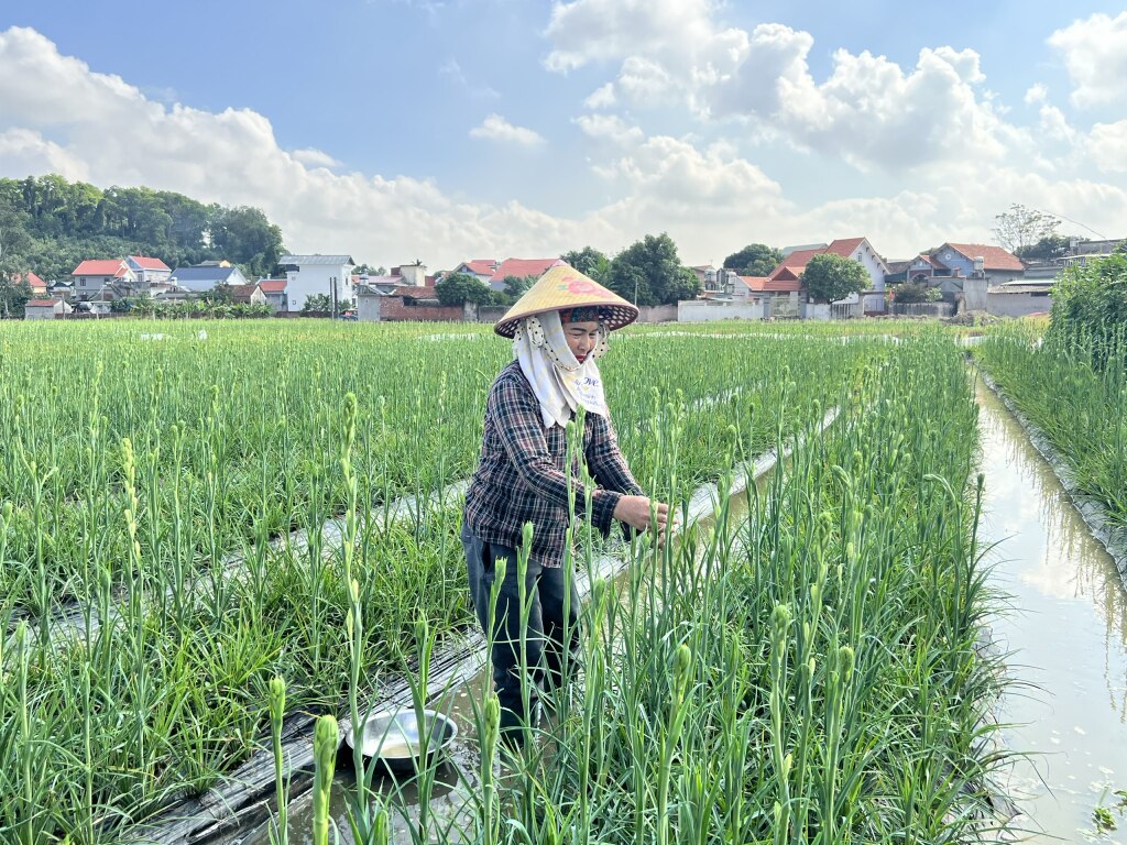 Dự kiến đến hết năm 2023 trên địa bàn thị xã có 11/11 xã đạt chuẩn nông thôn mới kiểu mẫu. (Ảnh: Trồng hoa tại phường Hồng Phong).