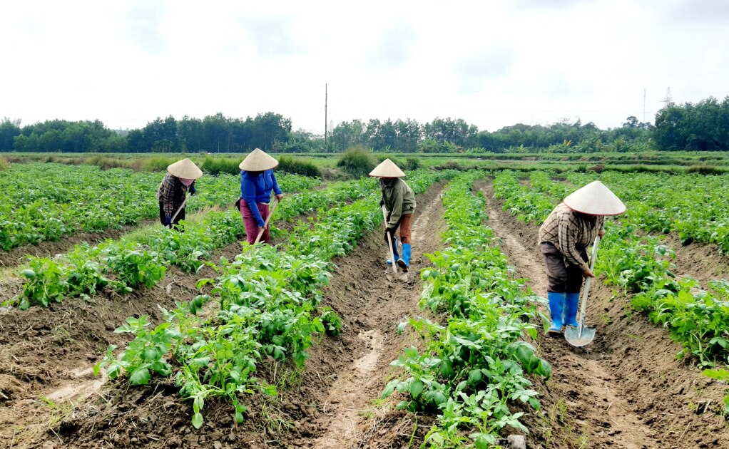 Nông dân xã Đông Hải, huyện Tiên Yên canh tác vụ khoai tây.