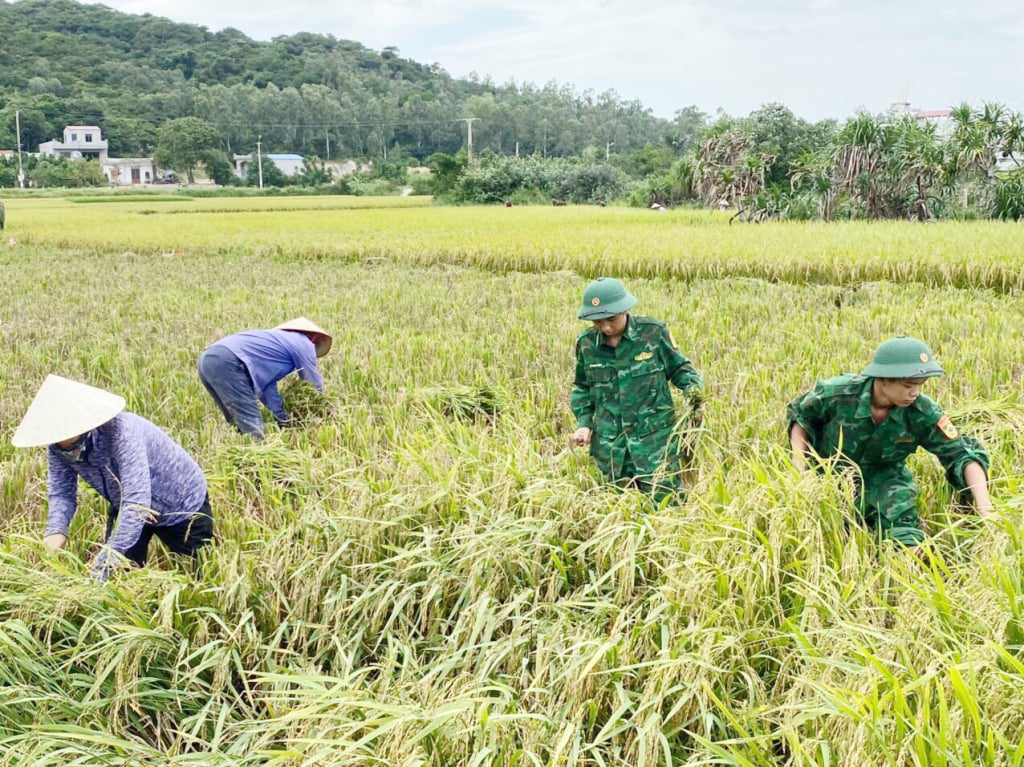 Cán bộ, chiến sỹ Đồn BP Cô Tô giúp dân thu hoạch lúa.