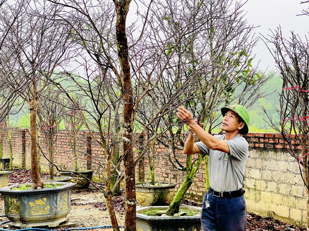 Sản phẩm mai vàng Yên Tử được cắt tỉa chuẩn bị đưa ra thị trường.