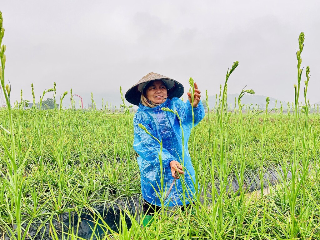 Người dan trồng hoa huệ tại phường Hồng Phong đã sẵn sàng cho vụ hoa Tết.