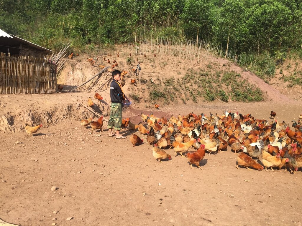 Hiện các hộ nuôi gà đều bám chân đồi để chúng cho không gian sống tự nhiên.