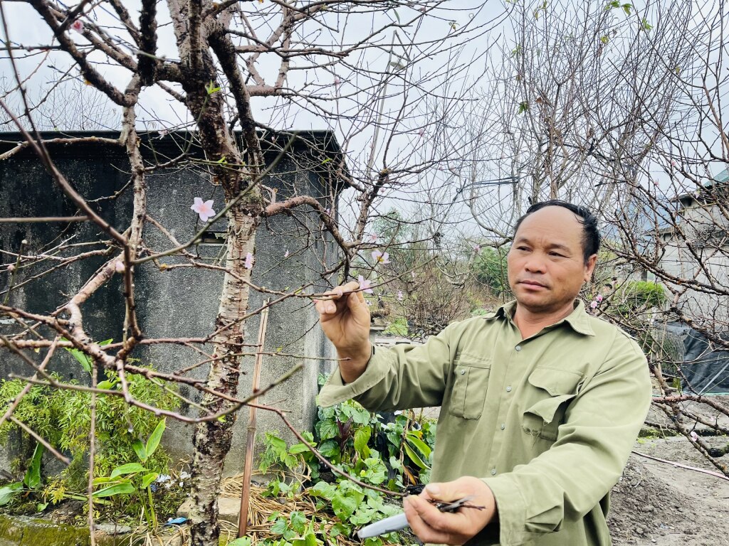 Cùng thời điểm này, các chủ vườn trồng đào tại huyện Vân Đồn cũng đang chăm chút, cắt tỉa đào để chuẩn bị đưa ra thị trường phục vụ nhu cầu chơi Tết của người dân. Nhiều chủ vườn cho biết, hiện tại đã có nhiều thương lái đến đặt mua đào và thời điểm tấp nập nhất để 