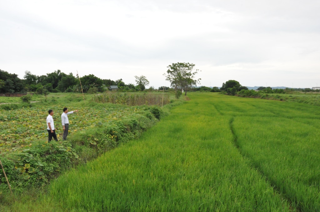 Năm 2023, huyện Hải Hà phê duyệt 135 phương án bồi thường GPMB với số tiền chi trả 70 tỷ đồng, diện tích thu hồi gần 115ha. Ảnh: Hữu Việt