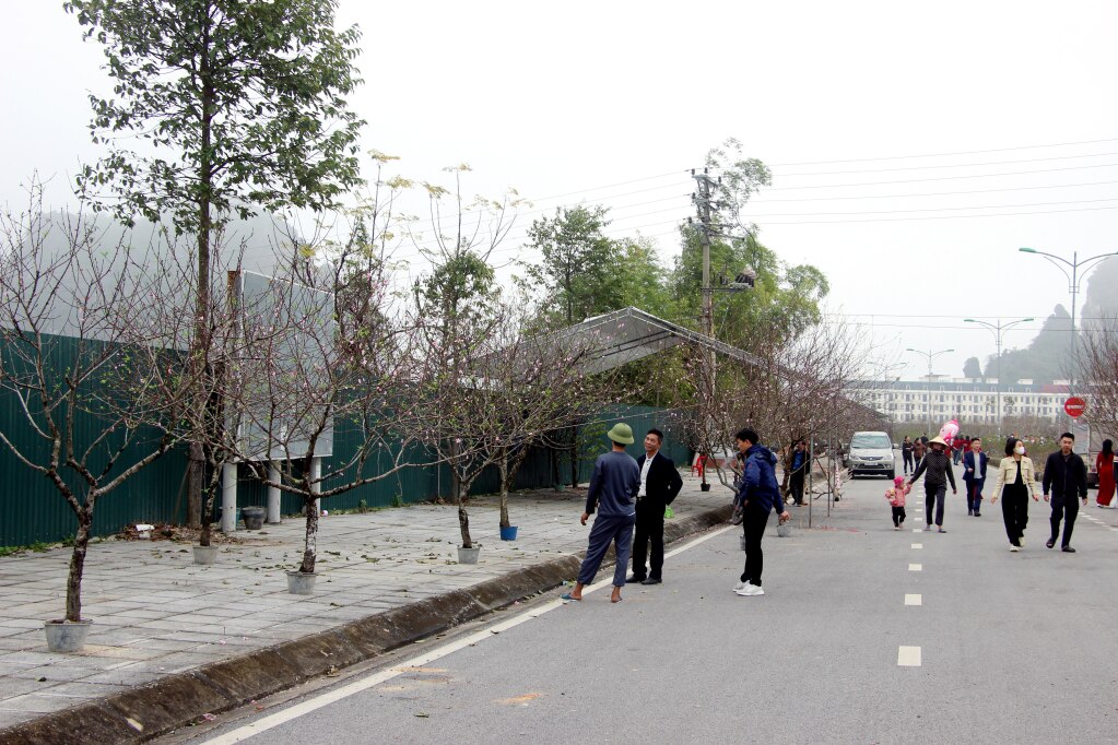 Những ngày cận Tết, thương lái, người dân, du khách lườm lượp đổ về xã Hạ Long để lựa chọn cho mình những cành, cây đào phai ưng ý để bán, chơi Tết.