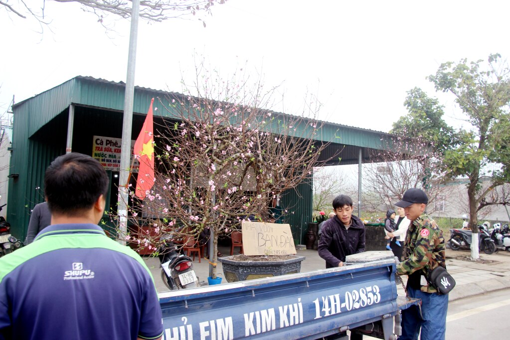 Mỗi dịp Tết, Xuân về, trung bình mỗi gia đình trồng đào trên địa bàn xã Hạ Long thu về cả trăm triệu đồng/hộ.