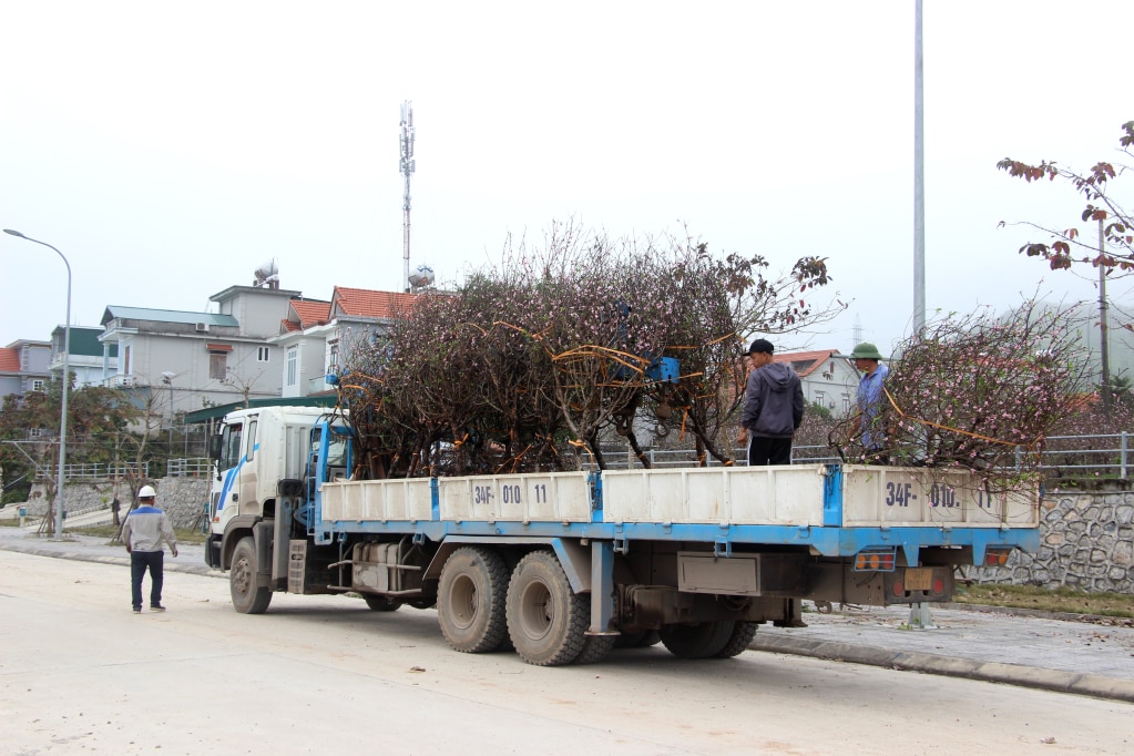 Nhiều thương lái đi hẳn cả xe tải thùng to đến thu mua đào, vận chuyển đi các nơi tiêu thụ, phục vụ nhu cầu chơi Tết của nhân dân trong và ngoài tỉnh.