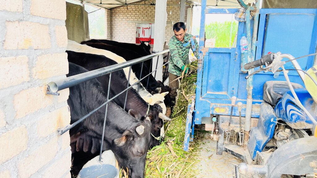 Rất nhiều nông dân học và làm theo Bác đã tích cực phát triển sản xuất kinh doanh (Mô hình nuôi bò BBB của hộ ông Diệp Văn Đại xã Tràng Lương). 