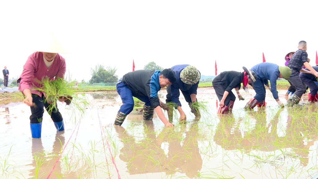 Lãnh đạo huyện và xã cùng nhân dân xã Đường Hoa xuống đồng cấy những đường mạ đầu tiên tại Lễ xuống đồng năm 2024.