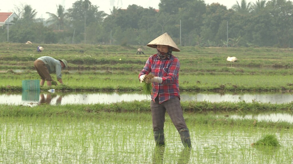 Đến hết ngày mùng 7 Tết trên 80% diện tích lúa Xuân của xã Hiệp Hòa đã được cấy.