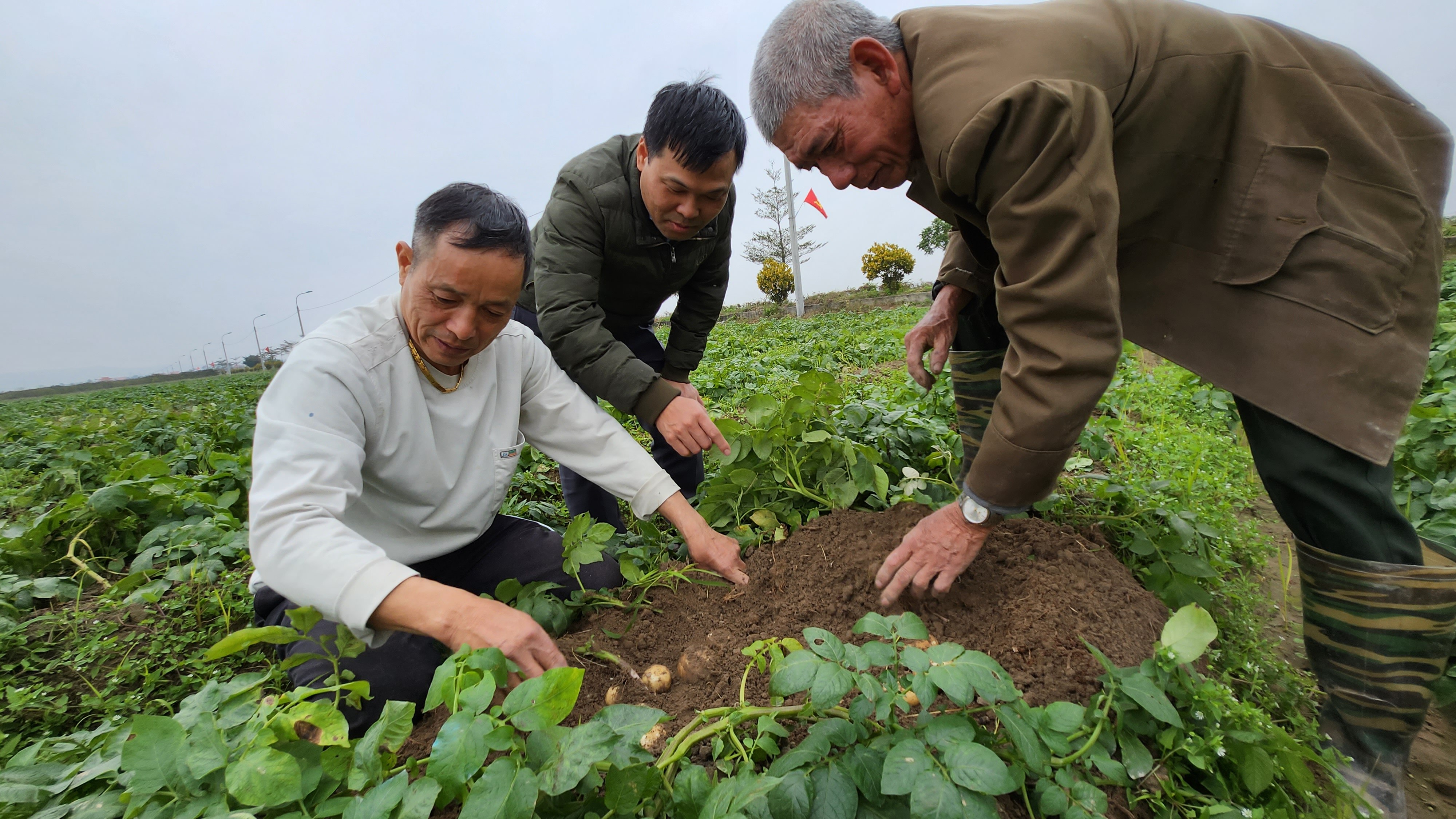 người dân kiểm tra khoai, bình dương, đông triều.