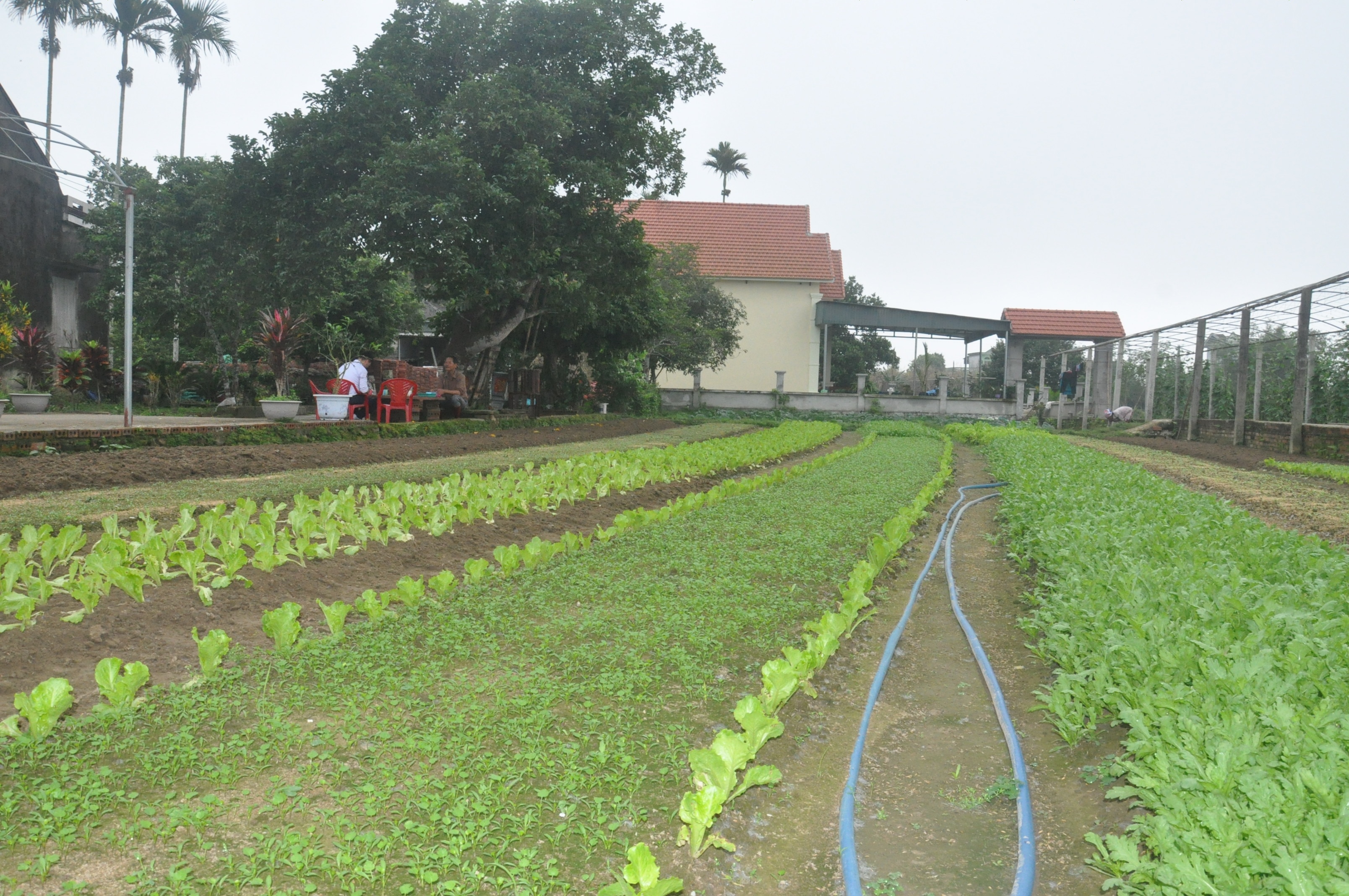 Bà con nông dân Hải Hà trồng lứa rau mới sau tết để phục vụ nhu cầu tiêu thụ của người dân trên địa bàn huyện.