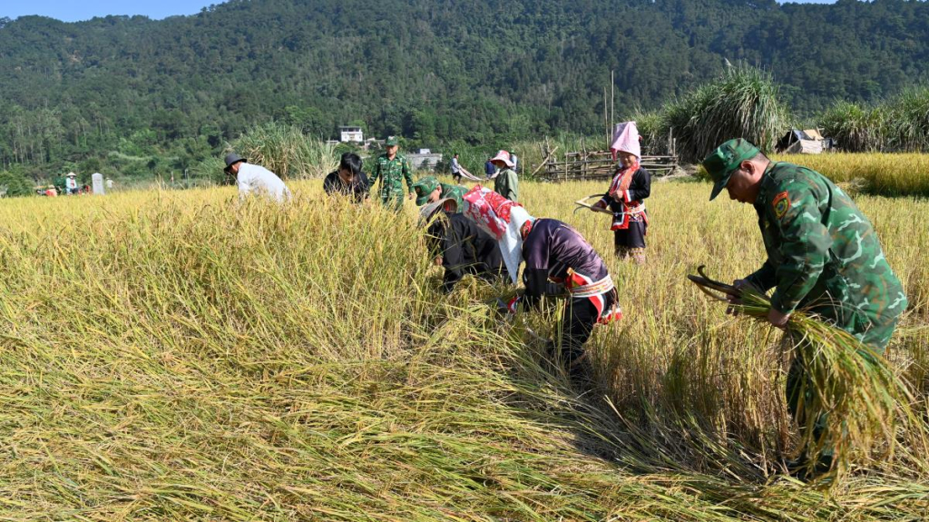 Cán bộ, chiến sỹ Đồn Biên phòng cửa khẩu Hoành Mô hỗ trợ các gia đình thu hoạch lúa chín. Ảnh: Xuân Hùng