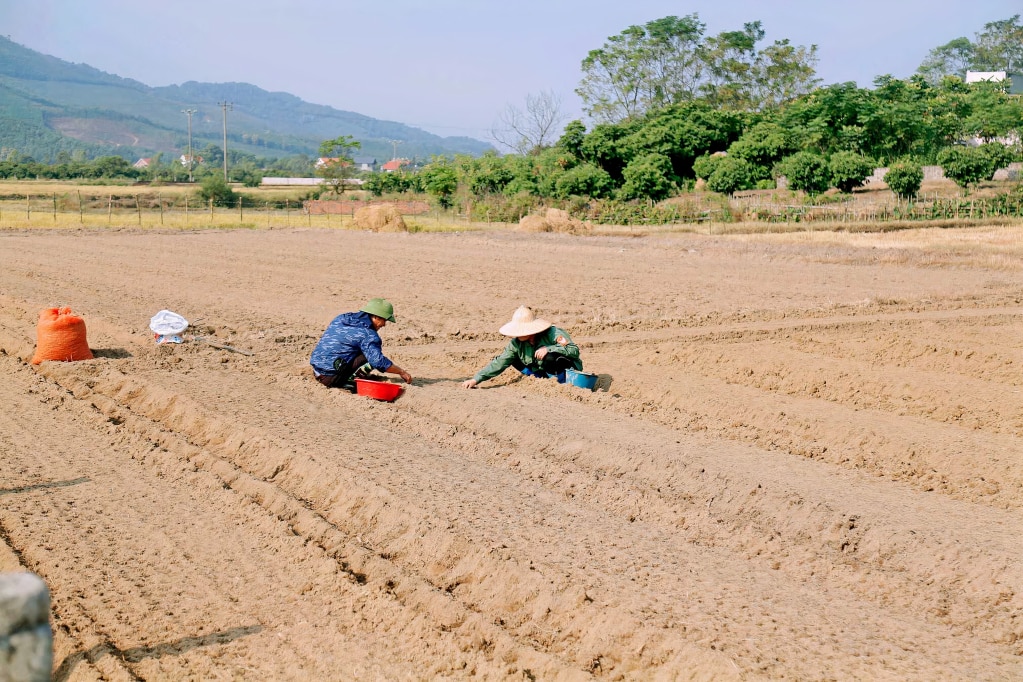 Bà con nông dân xã Tràng Lương (TX Đông Triều) thực hiện gieo cấy vụ đông.