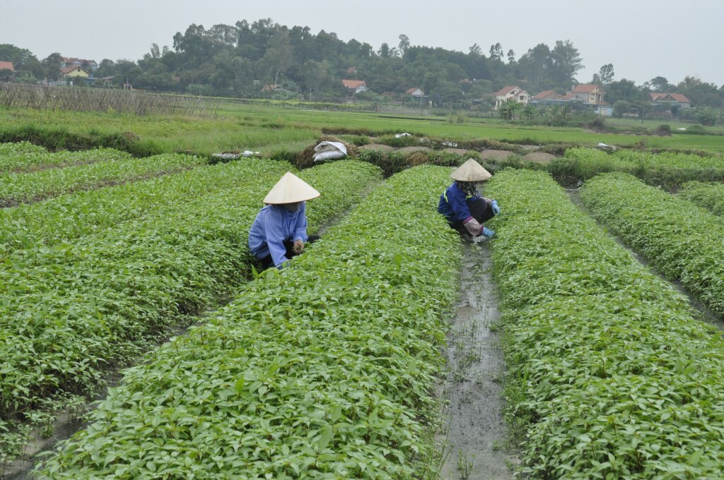 Người dân phường Cộng Hòa, TX Quảng Yên trồng rau an toàn cung cấp ra thị trường.