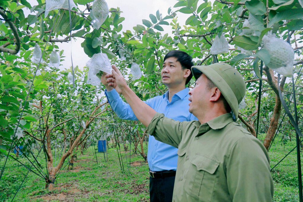 Lãnh đạo TX Đông Triều kiểm tra mô hình trồng ổi VietGap tại xã Tràng Lương (TX Đông Triều).