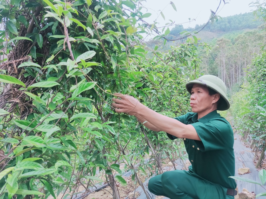 Nhiều cựu chiến binh phát huy phẩm chất 