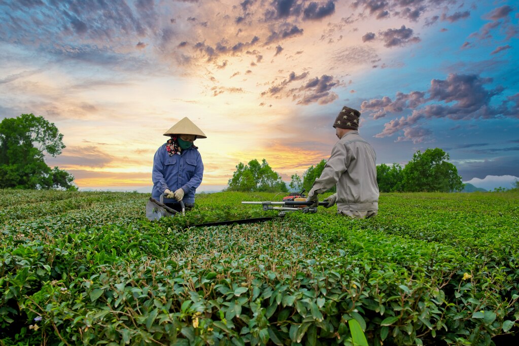 Nông dân xã Đường Hoa thu hoạch chè